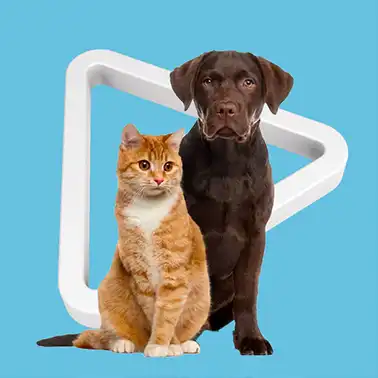 Mascotas esperand las asistencias de Cooprofesores